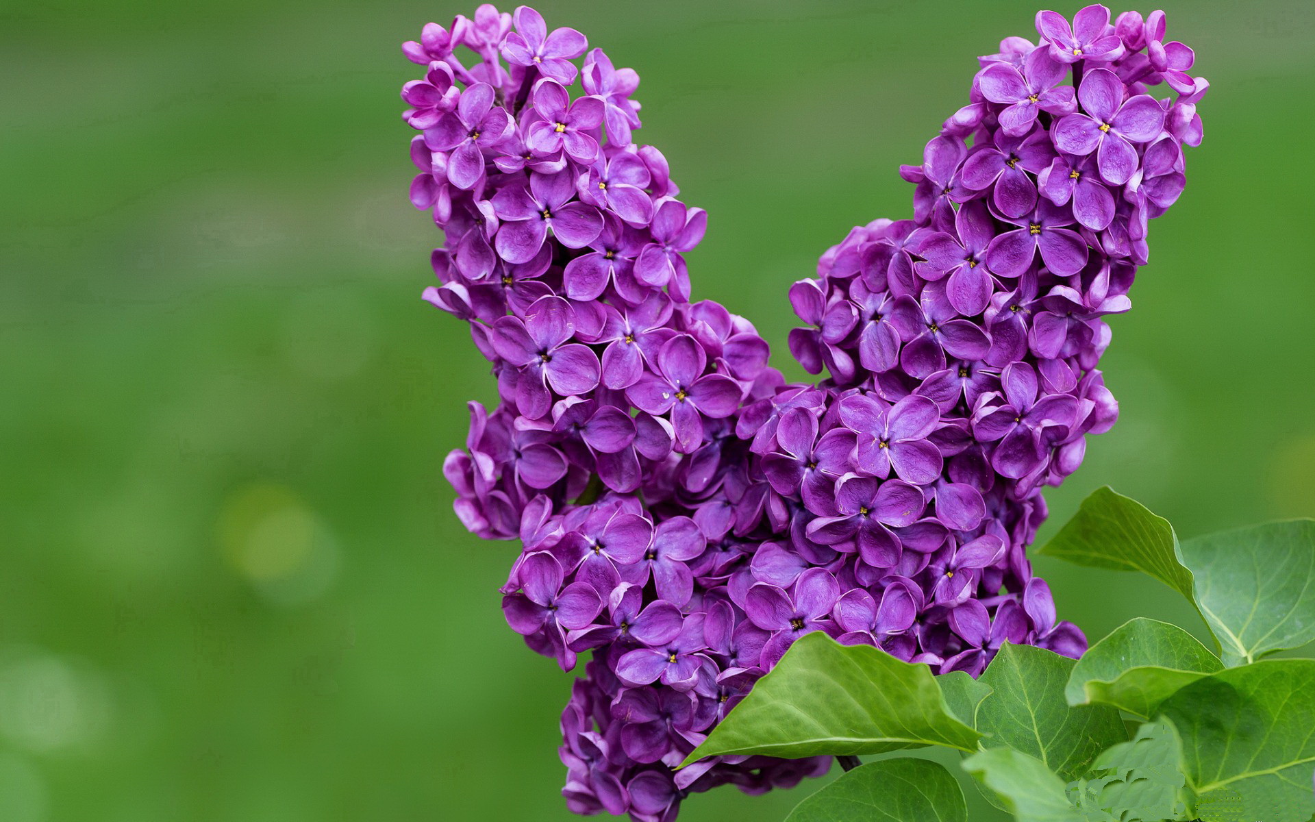 NBA开启“全球裁判交流计划”,派员前往南美讲学,nba裁判队