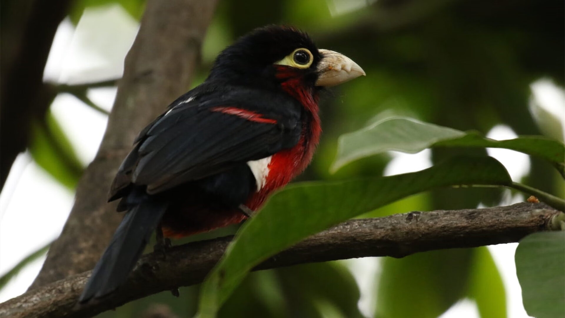 _60秒极速赛车:速度之王的角逐_,极速60秒车型